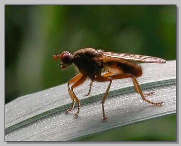 Scathophagidae - peli e trasparenza
